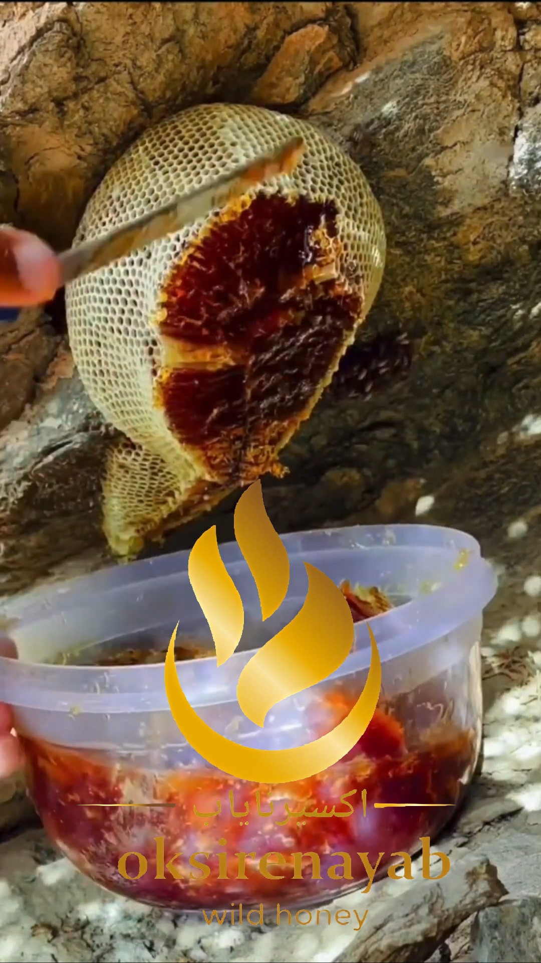 عسل قرمز ویرانگر آنزیم های برتر رشد یافته