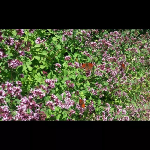 آویشن وحشی کوهی اعلاء صادراتی بلوچستان به شرط کیفیت و عطر بی نظیر پخش بو بسیاربالا..خواص بی نظیر خودرو..بدون دخالت انسان ۵۰ گرم