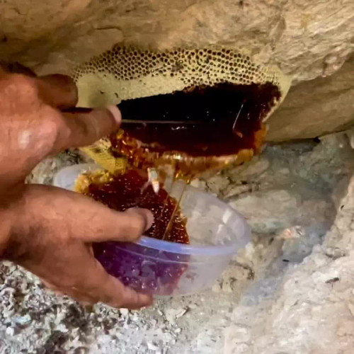عسل وحشی صخره کوهی قرمز قدرت ویرانگر مناطق بکر جنوب صد گرم تخفیفی