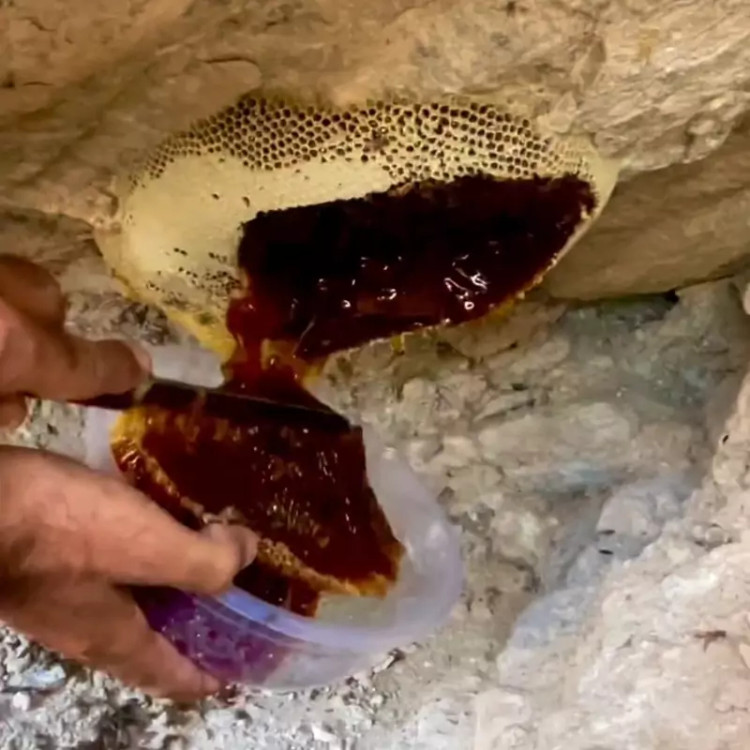عسل وحشی صخره کوهی قرمز قدرت ویرانگر مناطق بکر جنوب صد گرم تخفیفی