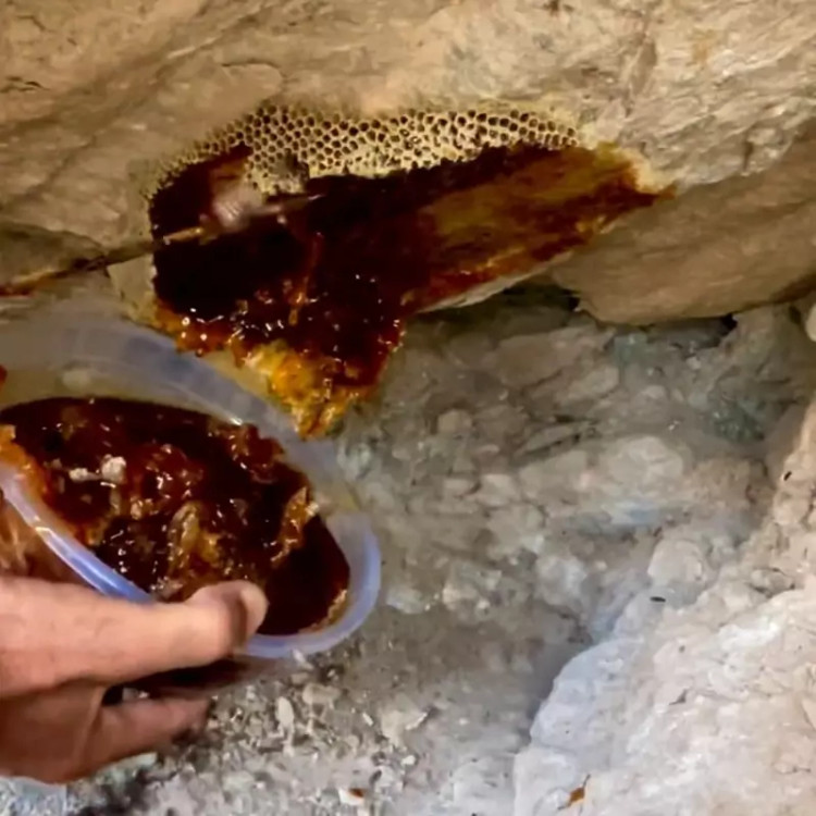 عسل وحشی صخره کوهی قرمز قدرت ویرانگر مناطق بکر جنوب صد گرم تخفیفی