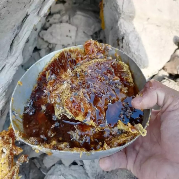 عسل وحشی قرمز کوهی زنبور ریز نایاب خاص بلوچستان دویست گرم