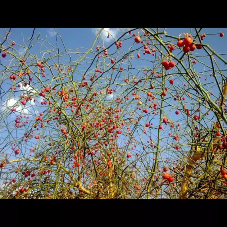 کلیر عصاره گیاه کلیر ویرانگر آنتی اکسیدان فوق قدرتمند خواهر مومیایی شناسند اکسیر درجه یک صادراتی ۱۰ گرم