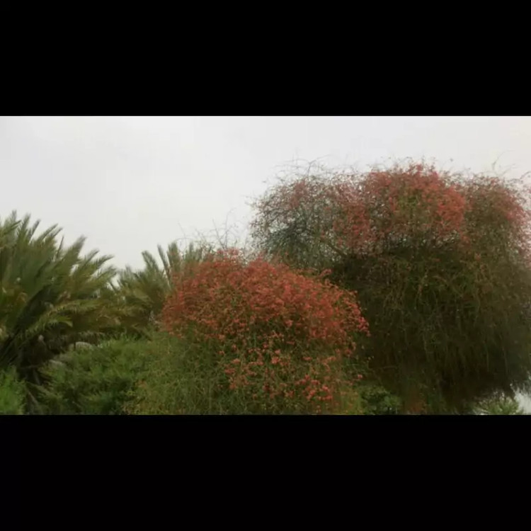 کلیر عصاره گیاه کلیر ویرانگر آنتی اکسیدان فوق قدرتمند خواهر مومیایی شناسند اکسیر درجه یک صادراتی ۱۰ گرم