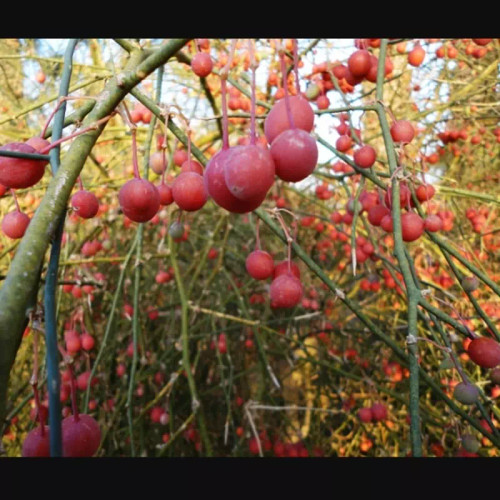 کلیر عصاره گیاه کلیر ویرانگر آنتی اکسیدان فوق قدرتمند خواهر مومیایی شناسند اکسیر درجه یک صادراتی ۱۰ گرم