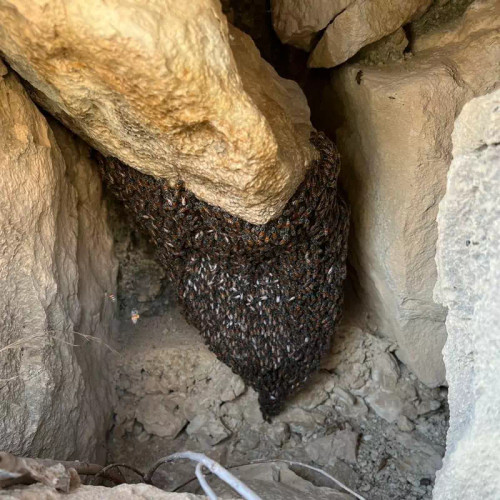 عسل قله وحشی صخره کوهی وحشتناک قوی نایاب بر فراز قله عسل قله بی رقیب آتزیم برتر رشد یافته قوی تر از مانوکا نیوزلند اثرگذاری فوری صد گرم