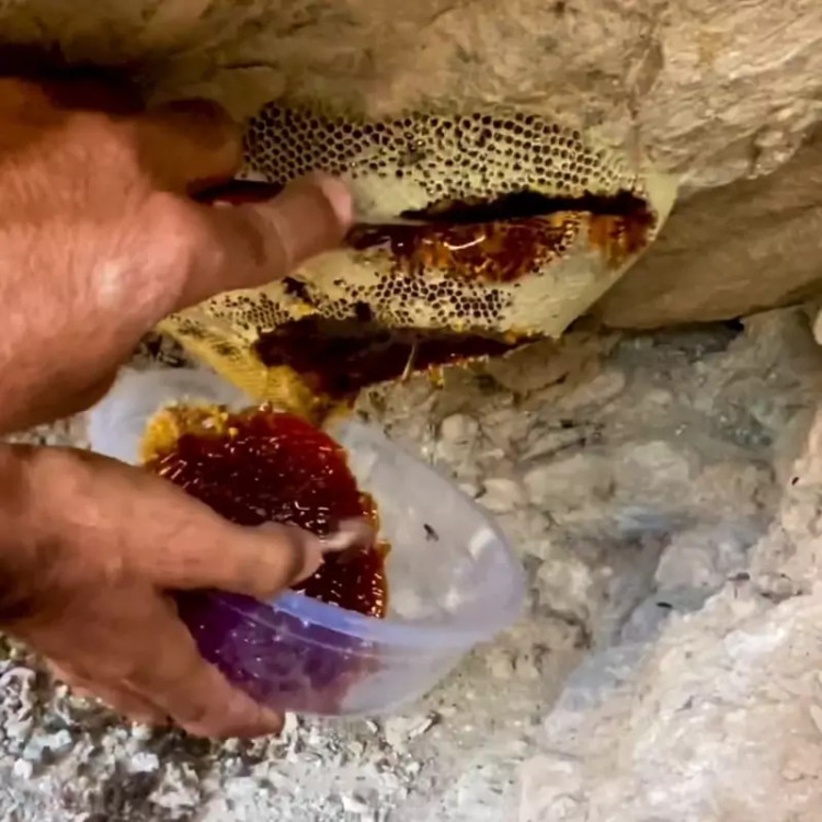 عسل وحشی صخره کوهی قرمز ویرانگر خاص صد گرم