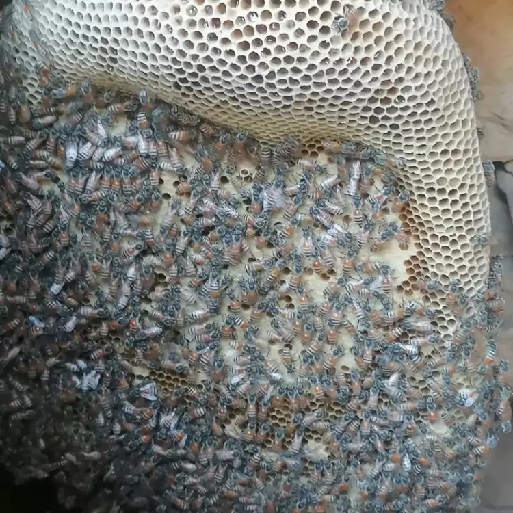 عسل صخره وحشی جنوبی ۱۰۰ گرم