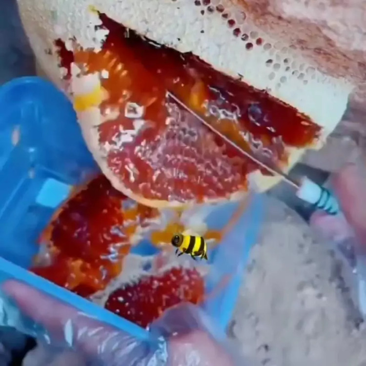 عسل قرمز صخره کوهی وحشی پرقدرت درجه یک ۱۰۰ گرم