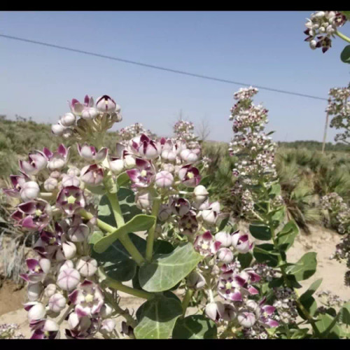 استبرق عصاره گیاهی فوق قدرتمند استبرق..ویرانگر س ر ط ا ن..صادراتی درجه یک ۱۰۰ گرم