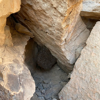 عسل شاهگل وحشی ۳۰۰ گرم
